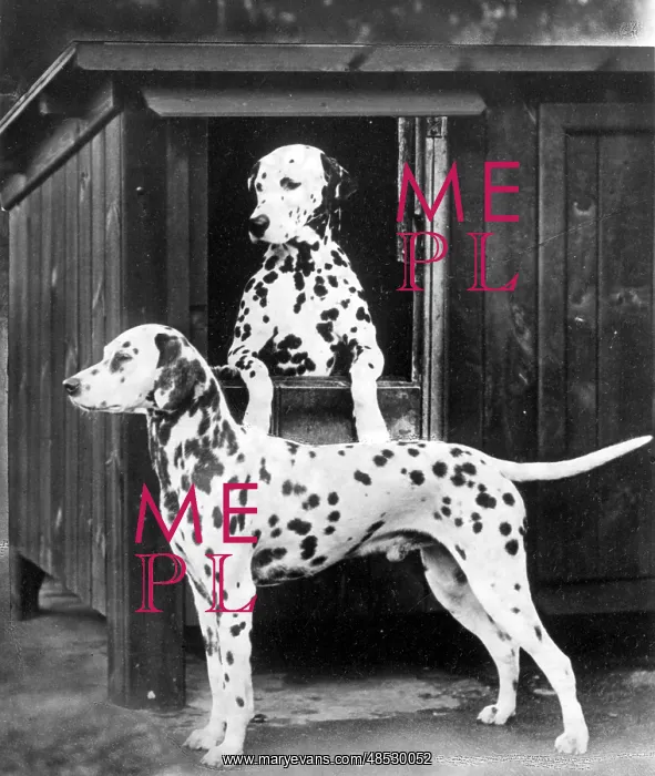 : 2 DALMATIANS / 1938 : 2 DALMATIANS / 1938