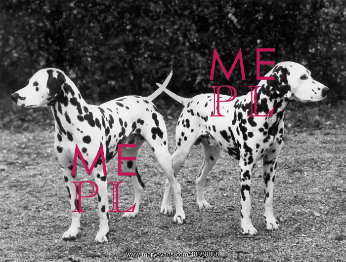 : 2 DALMATIANS / 1963 : 2 DALMATIANS / 1963