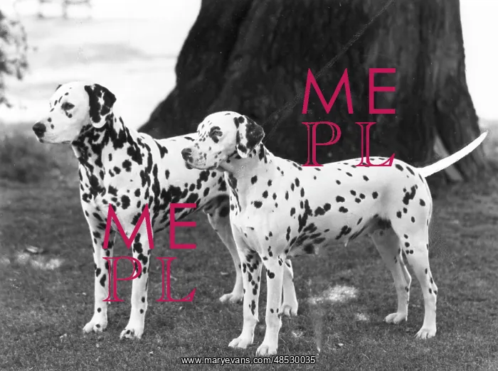 : 2 DALMATIANS / 1965 : 2 DALMATIANS / 1965