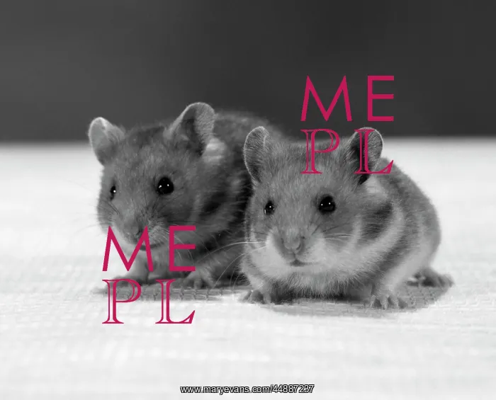 : 2 Hamsters Rodents Pets Studio : 2 Hamsters Rodents Pets Studio