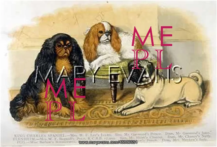 : 2 K C SPANIELS AND A PUG : 2 K C SPANIELS AND A PUG