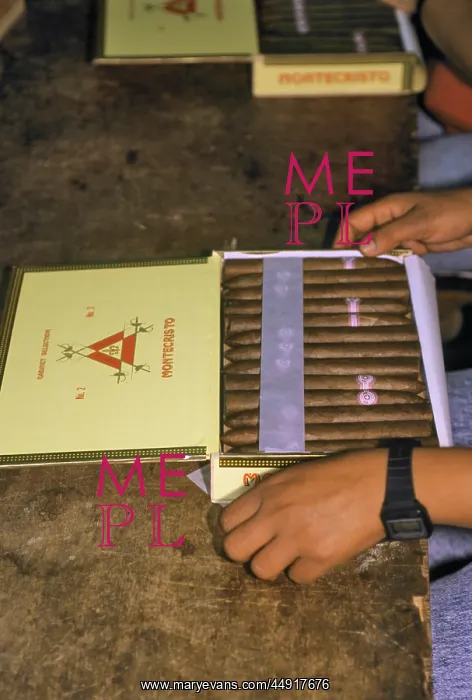 : 2000s - Hands Packing Box of Hand Wrapped Cigars Havana : 2000s - Hands Packing Box of Hand Wrapped Cigars Havana