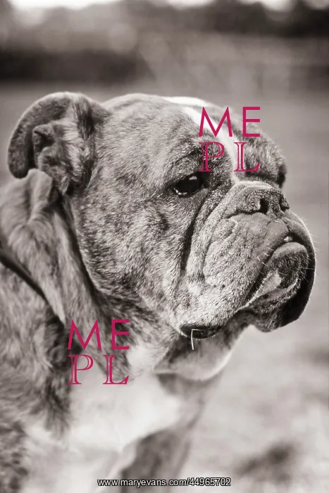 : 3 / 4 Profile of Bulldog?s : 3 / 4 Profile of Bulldog?s