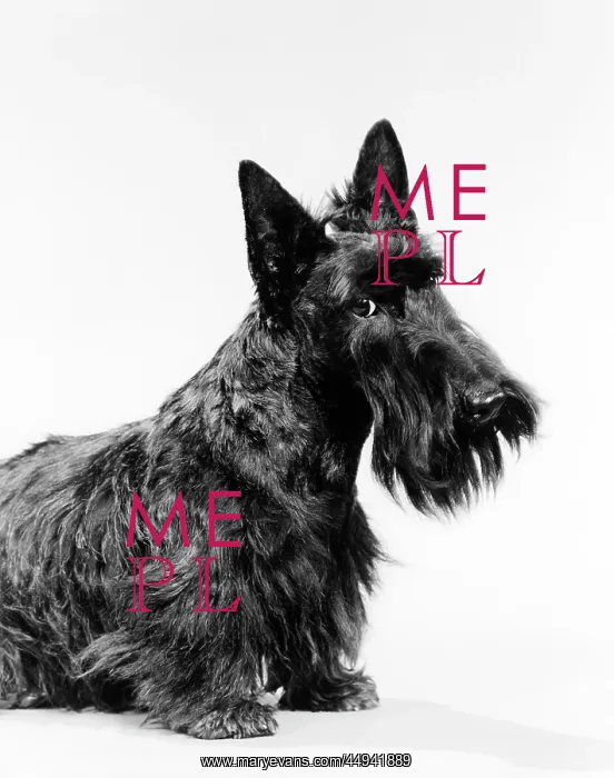  : 3 4 View Of Scottie With Head