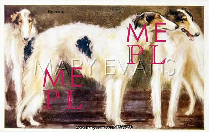  : 3 BORZOIS. Three elegant Borzois stand together, two of them are panting
