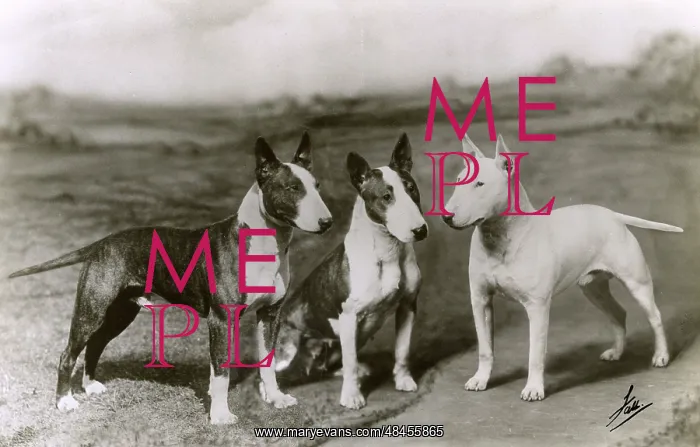: 3 BULL TERRIERS 1936 : 3 BULL TERRIERS 1936