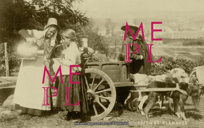  : 3 MILK CART DOGS