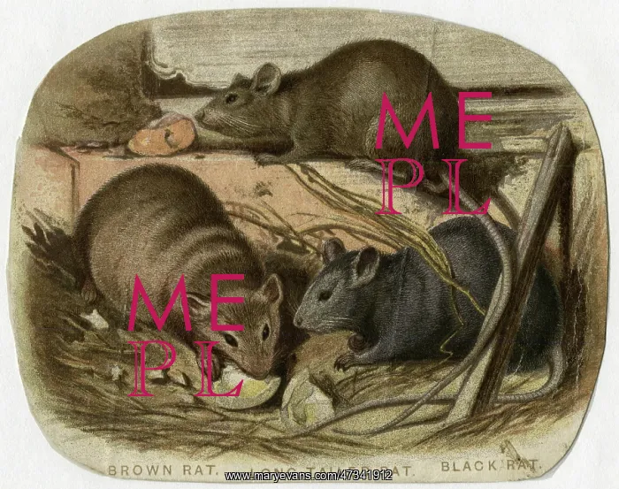 : 3 RATS NIBBLING 19C : 3 RATS NIBBLING 19C