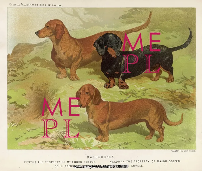 : 3 VARIED DACHSHUNDS : 3 VARIED DACHSHUNDS