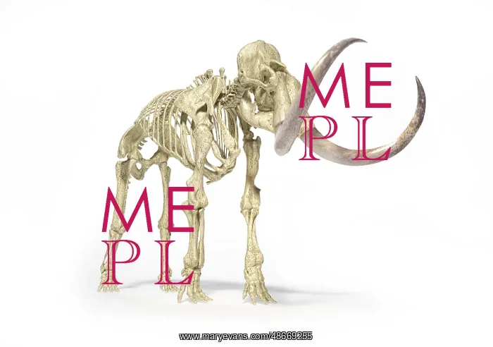 : 3D illustration of woolly mammoth skeleton, side view : 3D illustration of woolly mammoth skeleton, side view