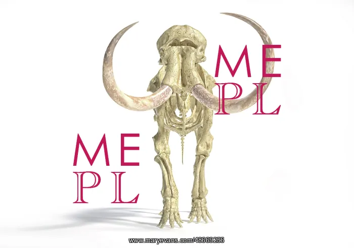 : 3D illustration of woolly mammoth skeleton, front view : 3D illustration of woolly mammoth skeleton, front view