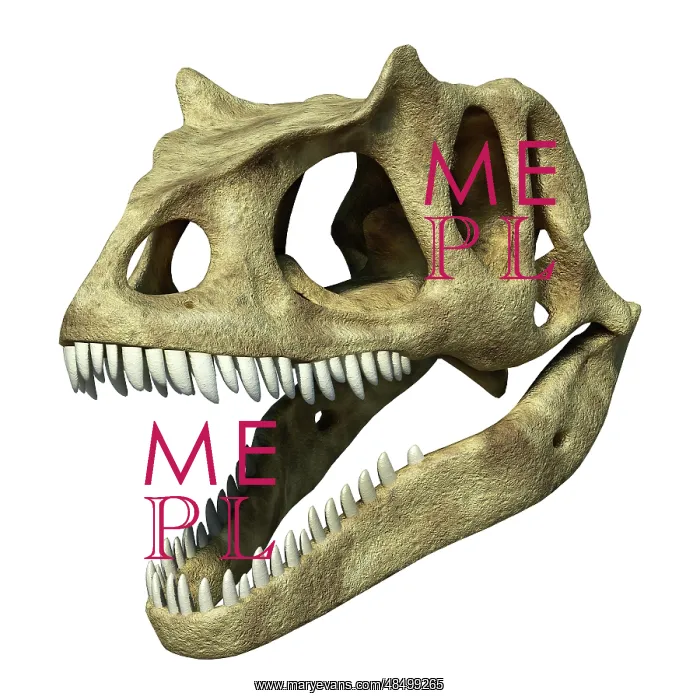: 3D rendering of an Allosaurus skull : 3D rendering of an Allosaurus skull