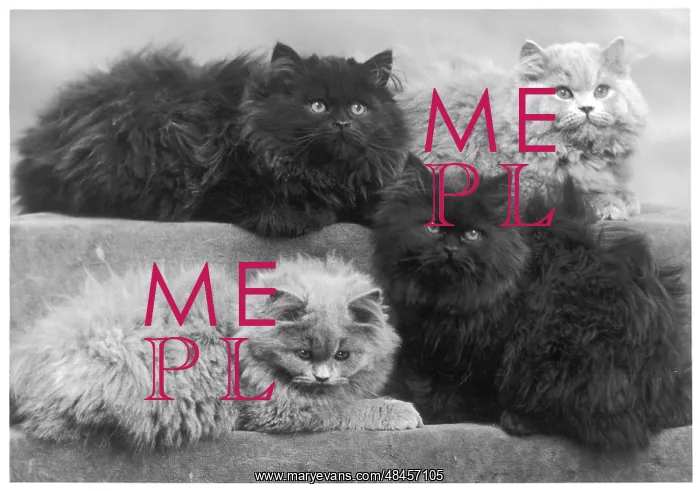  : 4 BLUE PERSIAN KITTENS