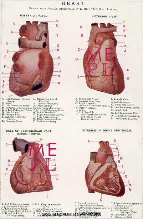 : 4 VIEWS OF HEART : 4 VIEWS OF HEART