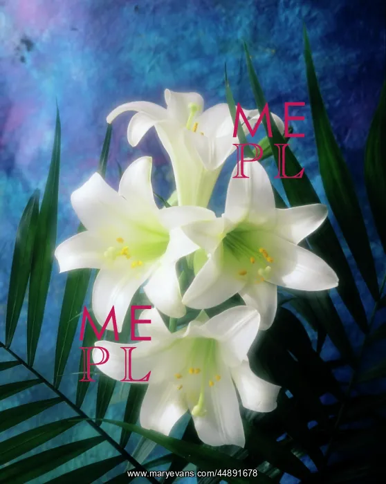  : 4 WHITE EASTER LILIES BLUE BACKGROUND