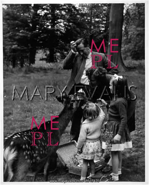  : 50S FAMILY AND DEER