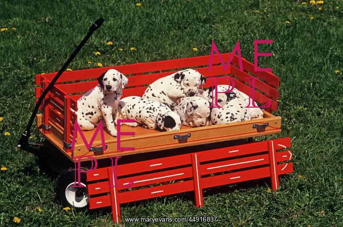  : 6 DALMATIAN PUPPIES IN RED WAGON