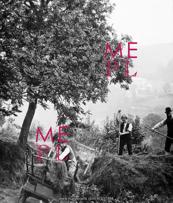  : 6 Haymaking in Branscombe, Devon