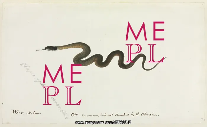 : Snake. One of 67 original water colour drawings of Mammals, Reptiles : Snake. One of 67 original water colour drawings of Mammals, Reptiles