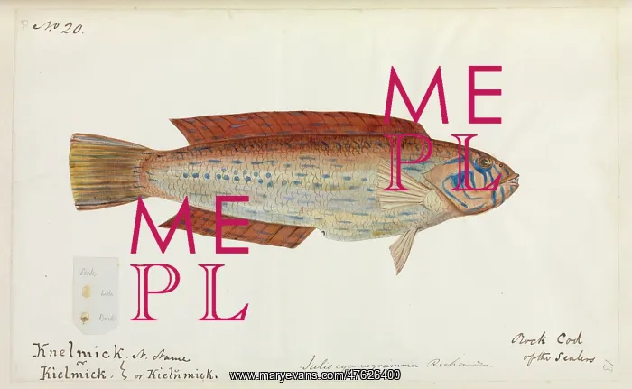 : Fish. One of 67 original water colour drawings of Mammals, Reptiles : Fish. One of 67 original water colour drawings of Mammals, Reptiles
