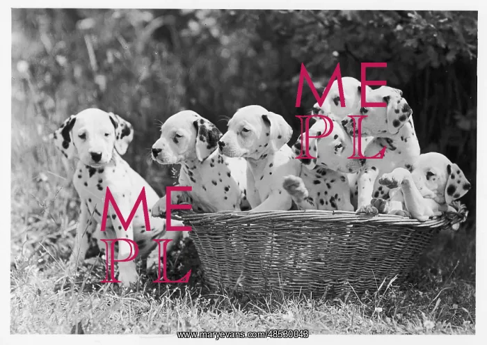 : 7 DALMATIAN PUPS / 1946 : 7 DALMATIAN PUPS / 1946