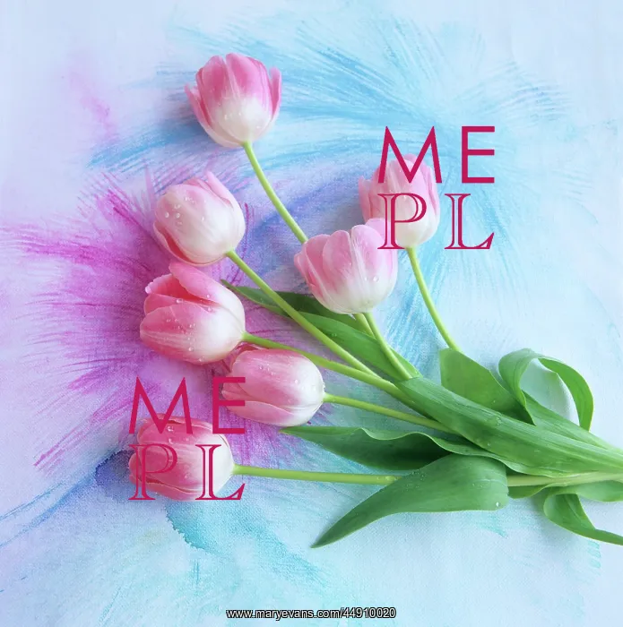 : 7 pink tulips on pink & blue background : 7 pink tulips on pink & blue background