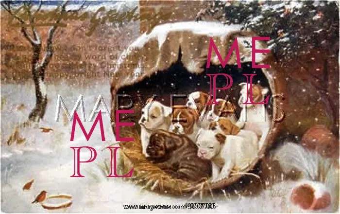 : 7 PUPPIES IN WINTER : 7 PUPPIES IN WINTER