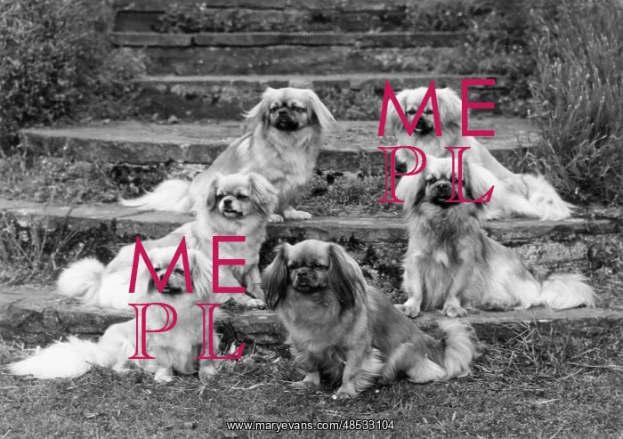 : 9 TIBETAN SPANIELS / 1973 : 9 TIBETAN SPANIELS / 1973