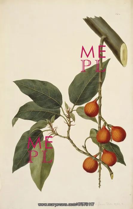 : A7 / 361a Ficus racemosa, fig : A7 / 361a Ficus racemosa, fig