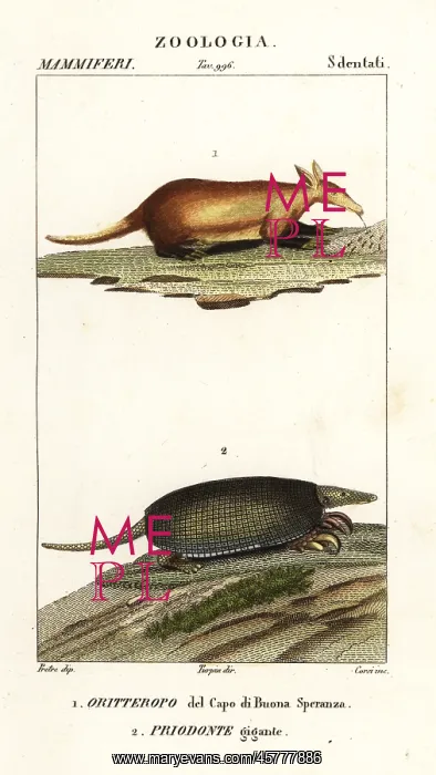 : Aardvark and giant armadillo : Aardvark and giant armadillo