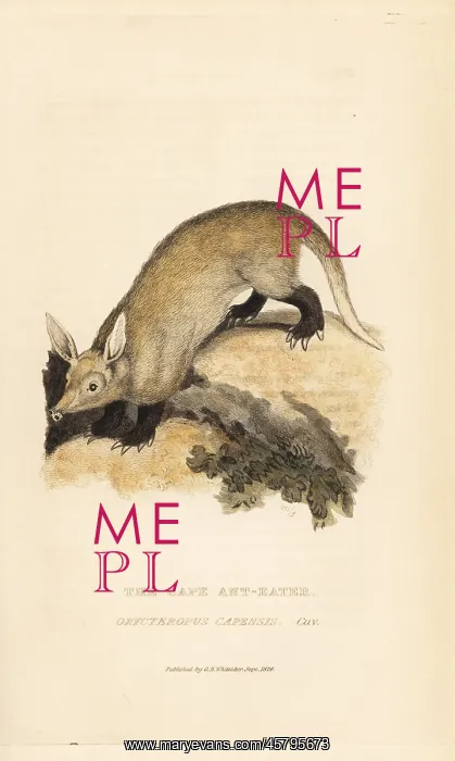 : Aardvark, Orycteropus afer : Aardvark, Orycteropus afer