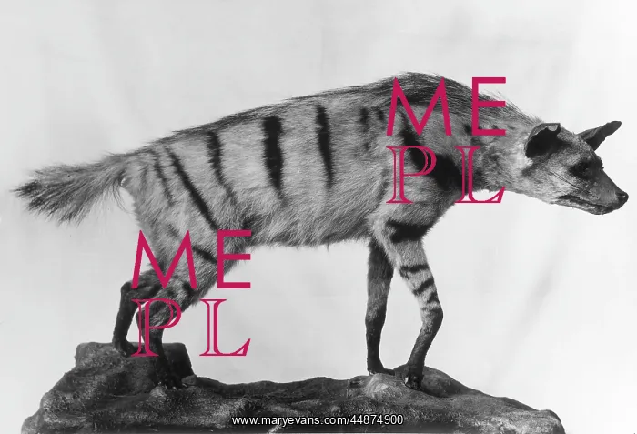 : AARDWOLF. A stuffed Aardwolf, similar to a hyena, native to southern : AARDWOLF. A stuffed Aardwolf, similar to a hyena, native to southern