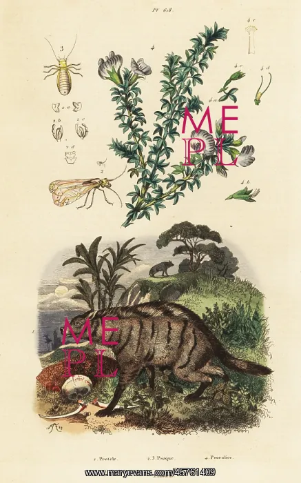 : Aardwolf, Arabian pea and louse : Aardwolf, Arabian pea and louse