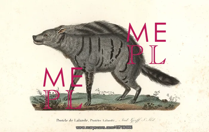 : Aardwolf, Proteles cristata : Aardwolf, Proteles cristata