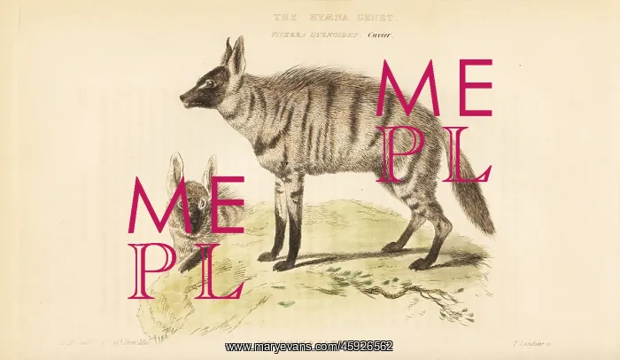 : Aardwolf, Proteles cristata : Aardwolf, Proteles cristata