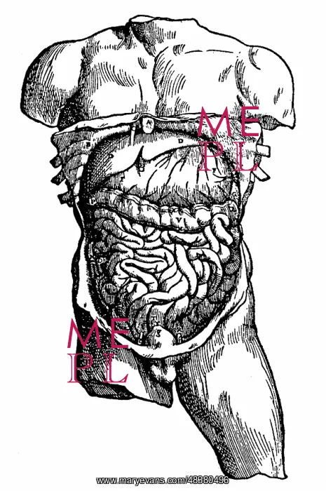 : Abdominal cavity and its contents. From Andreas : Abdominal cavity and its contents. From Andreas