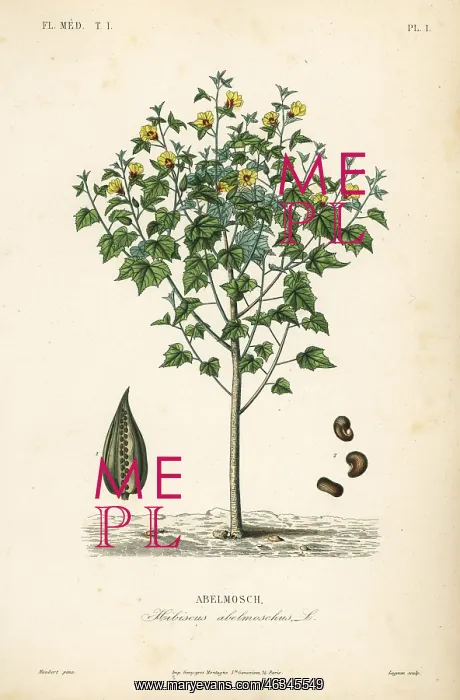 : Abelmosk, Abelmoschus moschatus : Abelmosk, Abelmoschus moschatus