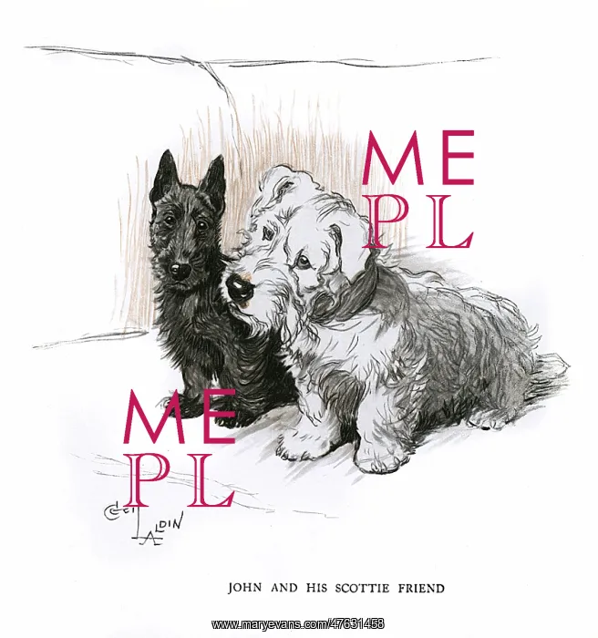 : Aberdeen terrier and Sealyham terrier sitting on a sofa : Aberdeen terrier and Sealyham terrier sitting on a sofa