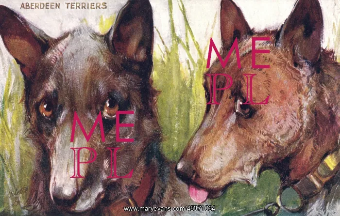 : Aberdeen Terriers : Aberdeen Terriers