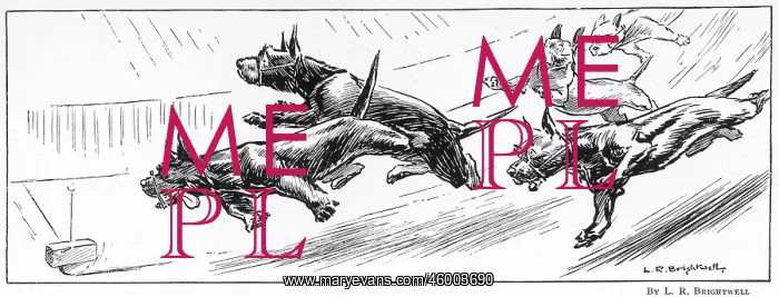 : ABERDEEN TERRIERS CHASING A THREEPENNY BIT : ABERDEEN TERRIERS CHASING A THREEPENNY BIT