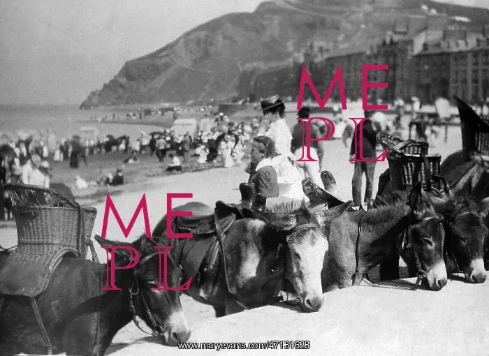  : Aberystwyth donkeys on the beach, Wales