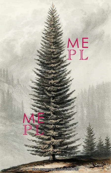 : ABIES MENZIESII : ABIES MENZIESII