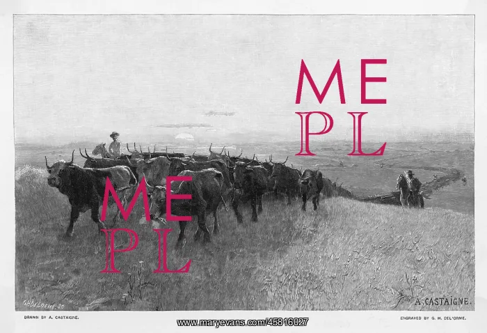 : ABILENE TRAIL FOR CATTLE : ABILENE TRAIL FOR CATTLE