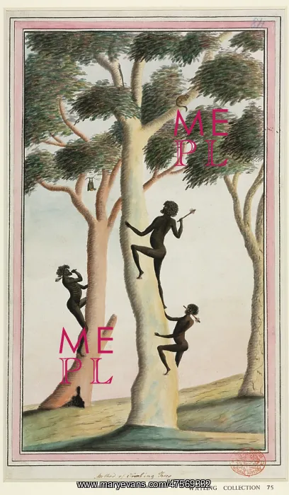 : Aboriginal method of climbing trees : Aboriginal method of climbing trees