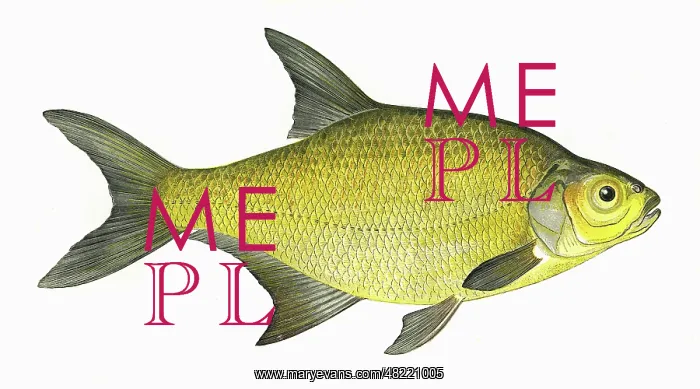 : Abramis brama, or Common Bream : Abramis brama, or Common Bream