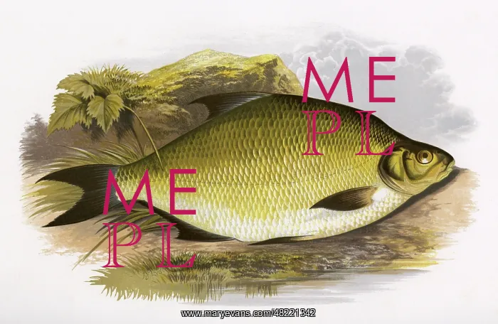 : Abramis brama, or Common Bream : Abramis brama, or Common Bream