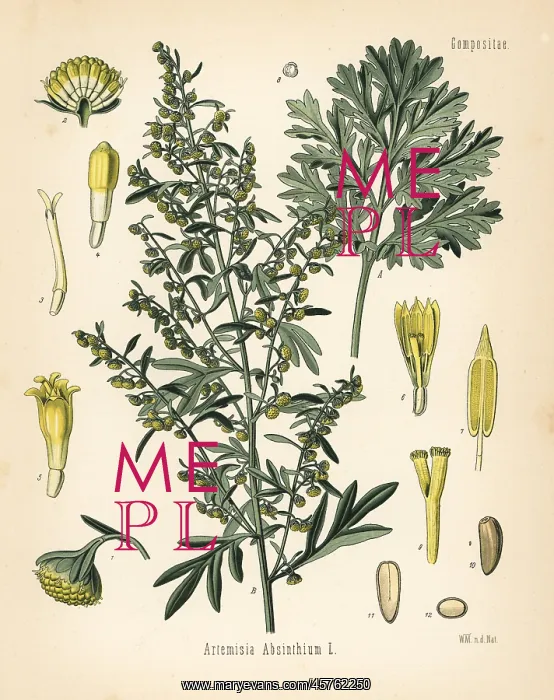 : Absinthe wormwood, Artemisia absinthium : Absinthe wormwood, Artemisia absinthium