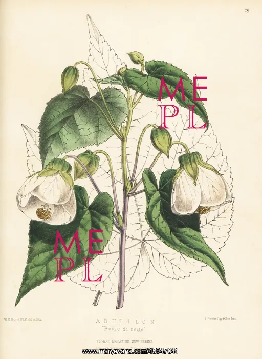 : Abutilon hybrid, Boule de neige : Abutilon hybrid, Boule de neige