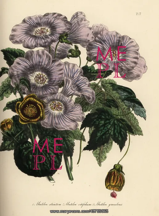 : Abutilon species : Abutilon species