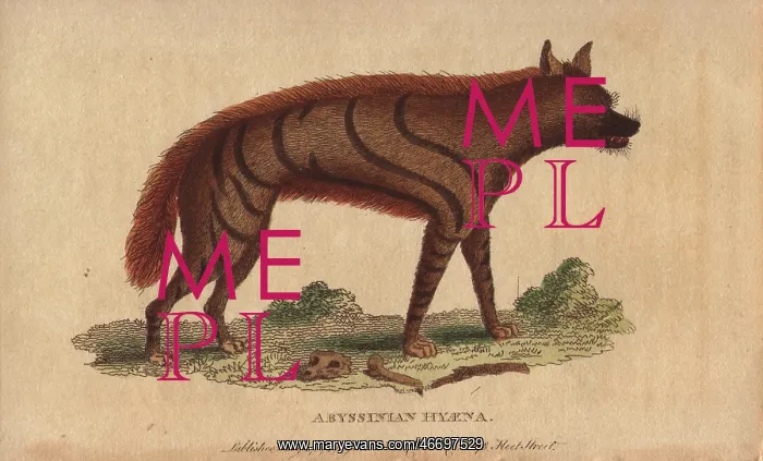 : Abyssinian hyena, Hyaena aethiopicus : Abyssinian hyena, Hyaena aethiopicus